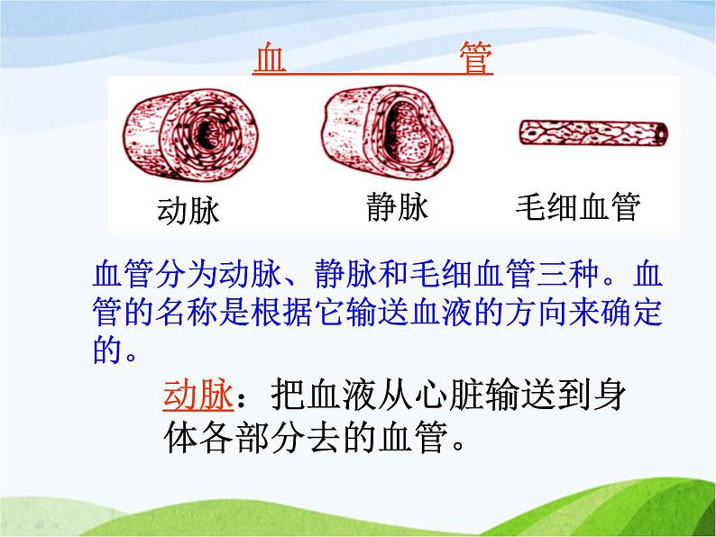 青岛小学科学五上《8-心脏和血管》PPT课件-(1)第4页