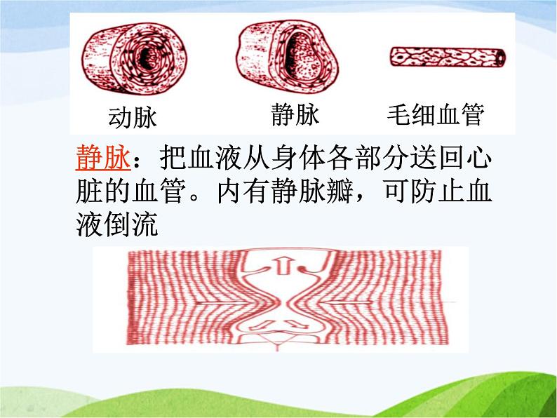 青岛小学科学五上《8-心脏和血管》PPT课件-(1)第5页