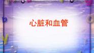 青岛版 (五四制)五年级上册8 心脏和血管课堂教学ppt课件