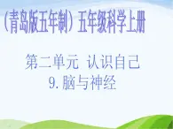 青岛小学科学五上《9-脑与神经》PPT课-件-(2)