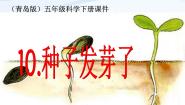 青岛版 (六三制)五年级下册10. 种子发芽了图文课件ppt