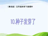 青岛小学科学五下《10.种子发芽了》PPT课件-(7)