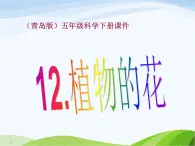 青岛小学科学五下《12.植物的花》PPT课件-(4)