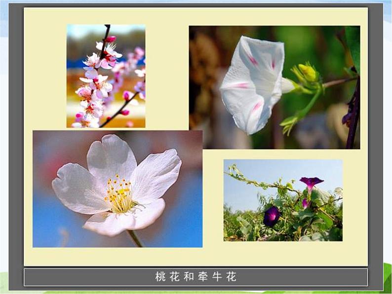 青岛小学科学五下《12.植物的花》PPT课件-(4)第3页