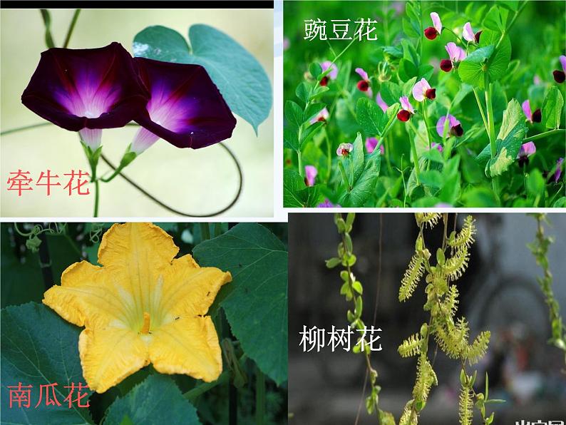 青岛小学科学五下《12.植物的花》PPT课件-(4)第4页