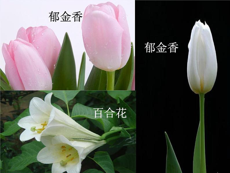 青岛小学科学五下《12.植物的花》PPT课件-(4)第5页