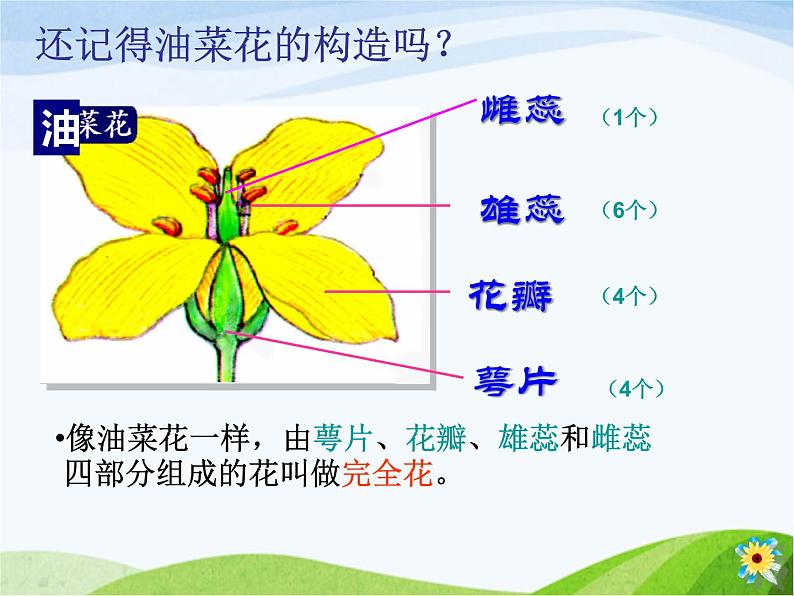 青岛小学科学五下《12.植物的花》PPT课件-(4)第7页