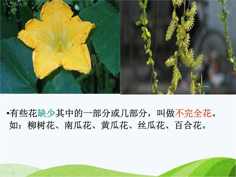 青岛小学科学五下《12.植物的花》PPT课件-(4)第8页