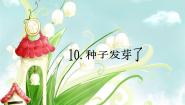 小学青岛版 (六三制)10. 种子发芽了课文内容ppt课件