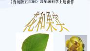 青岛版 (五四制)四年级上册5 花和果实课堂教学课件ppt