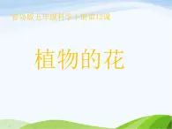 小学五年级下册科学12.《植物的花》-青岛版(六三制)15张ppt课件