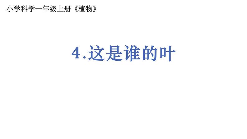 1.1.4《这是谁的叶》课件PPT第1页
