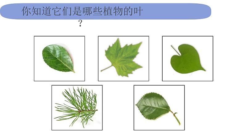 1.1.4《这是谁的叶》课件PPT第2页