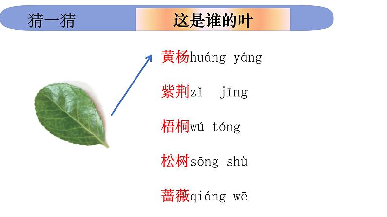 1.1.4《这是谁的叶》课件PPT第3页