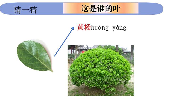 1.1.4《这是谁的叶》课件PPT第4页
