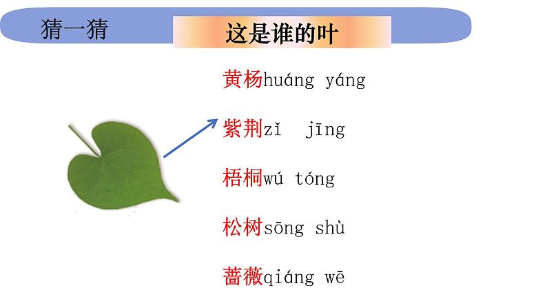1.1.4《这是谁的叶》课件PPT第5页