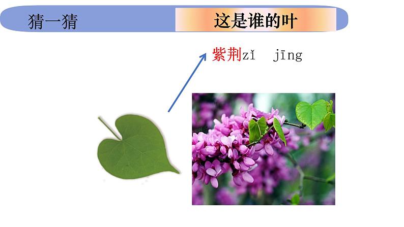 1.1.4《这是谁的叶》课件PPT第6页