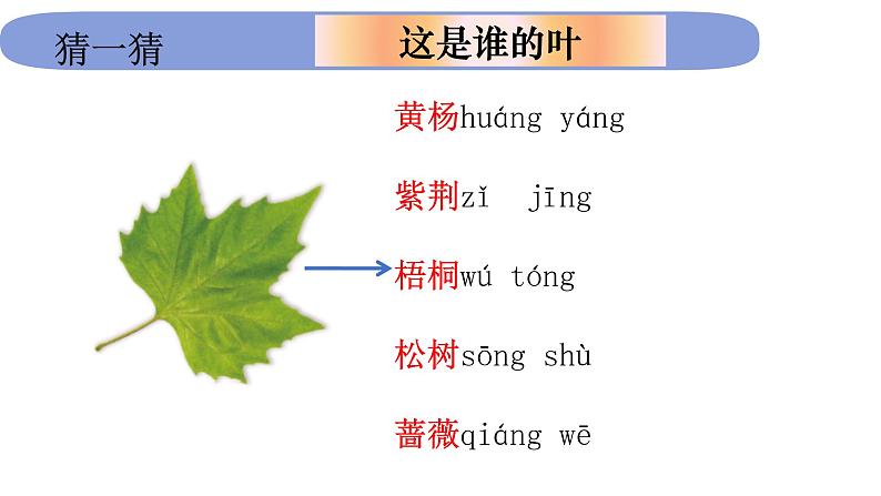 1.1.4《这是谁的叶》课件PPT第7页