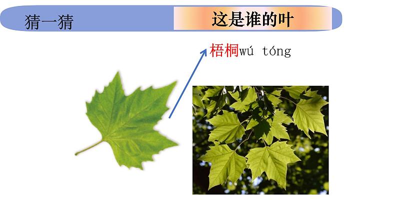 1.1.4《这是谁的叶》课件PPT第8页