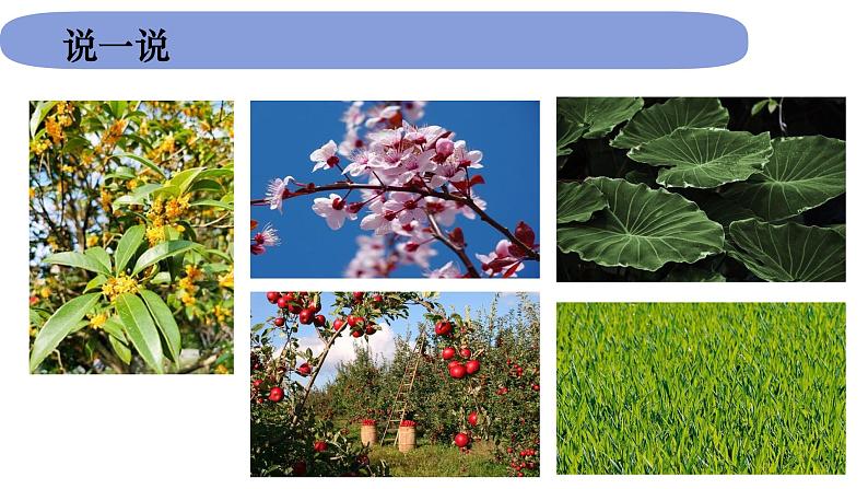 1.1.1《我们知道的植物》课件PPT第5页