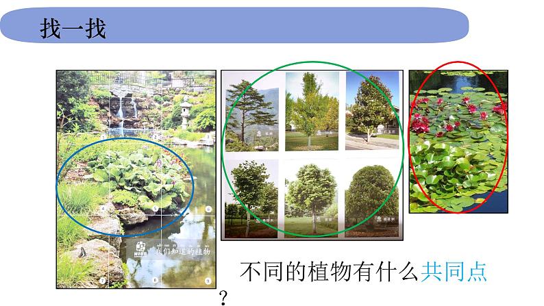 1.1.1《我们知道的植物》课件PPT第7页