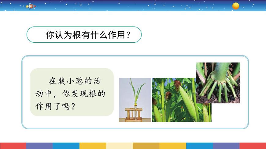 1.2《幼苗長大了》教學PPT第3頁