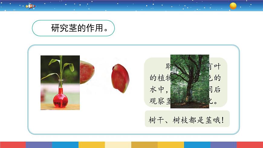 1.2《幼苗長大了》教學PPT第5頁