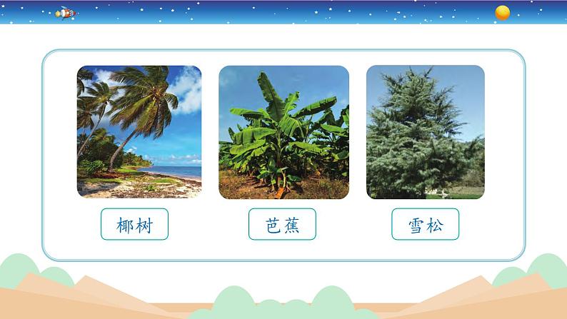 2.5《不同环境里的植物》教学PPT第3页