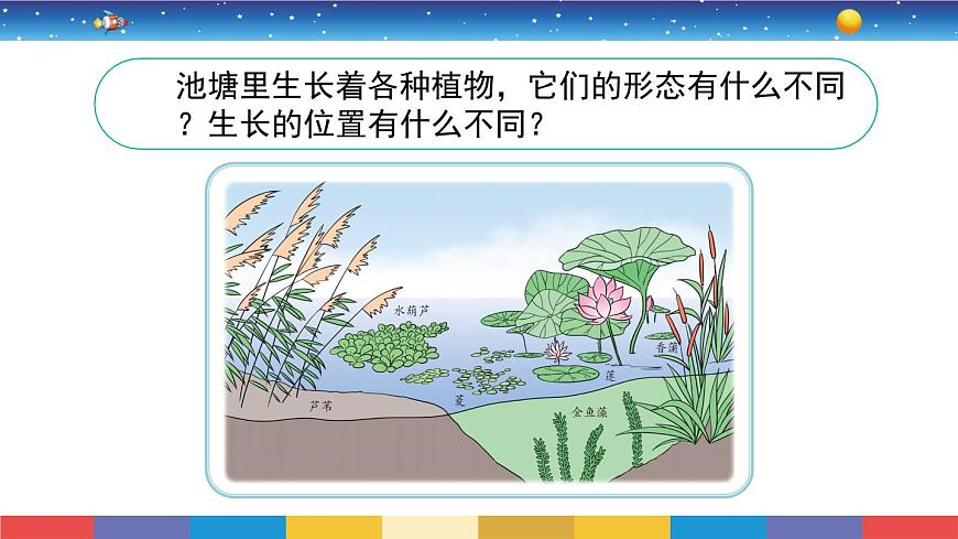2.7《水里的植物》教學(xué)PPT第2頁