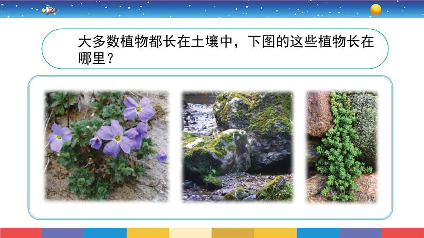 2.8《石頭上的植物》教學(xué)PPT第2頁(yè)