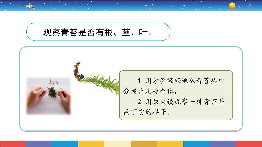 2.8《石頭上的植物》教學(xué)PPT第4頁(yè)