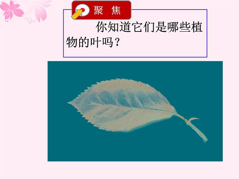 4教科版科学 . 这是谁的叶课件PPT第7页