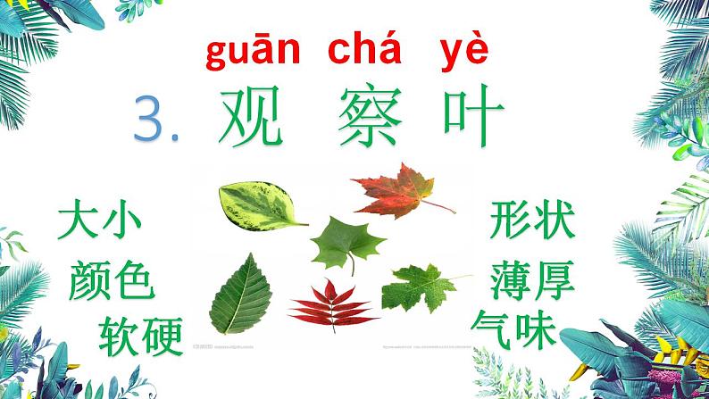 3教科版科学 . 观察叶课件PPT02