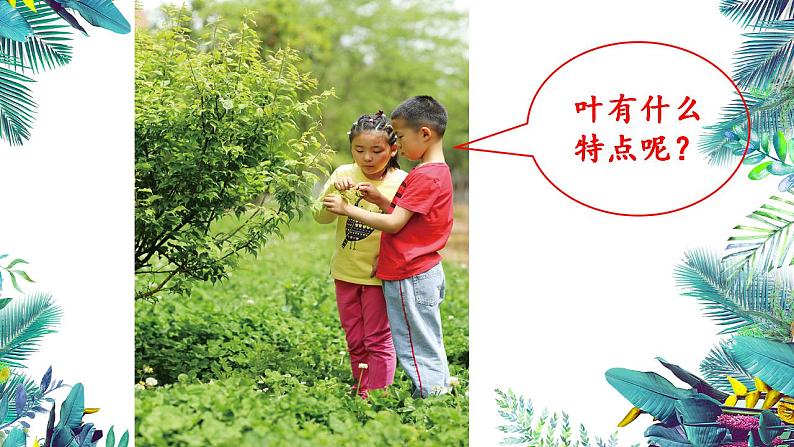 3教科版科学 . 观察叶课件PPT03