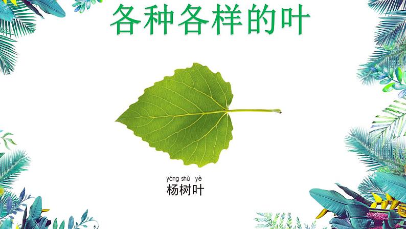 3教科版科学 . 观察叶课件PPT04