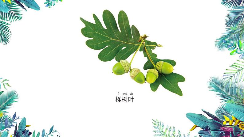 3教科版科学 . 观察叶课件PPT05