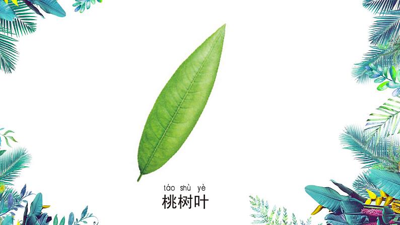 3教科版科学 . 观察叶课件PPT06