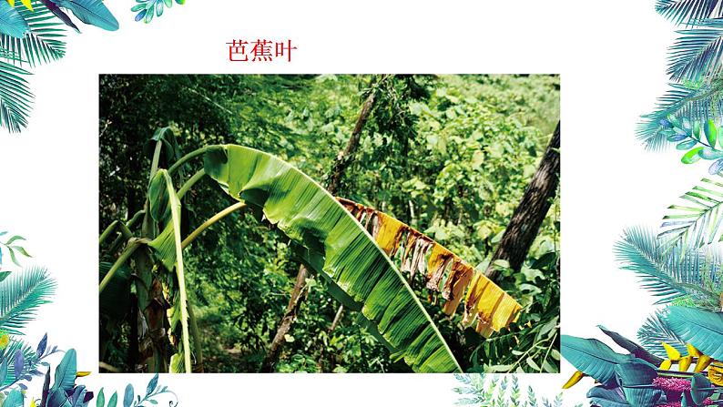 3教科版科学 . 观察叶课件PPT07
