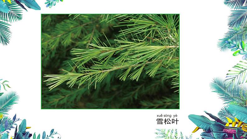 3教科版科学 . 观察叶课件PPT08