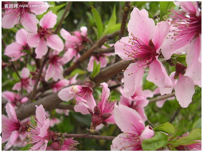 教科版科学 6、不同的季节 (精品课件)07