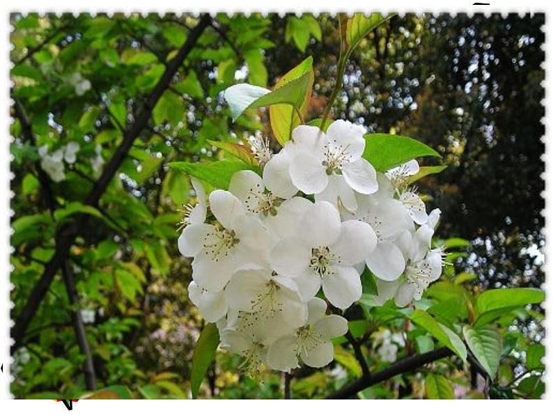 教科版科学 6、不同的季节 (精品课件)08