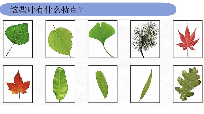 1教科版科学 .1.3《观察叶》课件PPT第3页