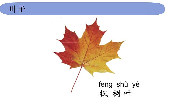 1教科版科学 .1.3《观察叶》课件PPT第5页