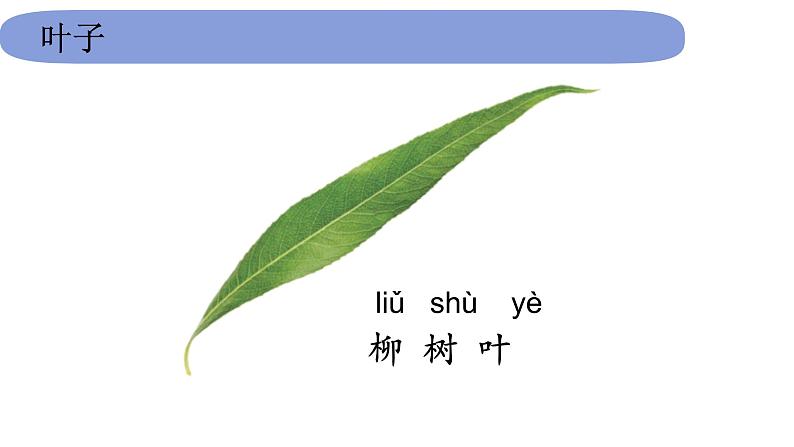 1教科版科学 .1.3《观察叶》课件PPT第6页