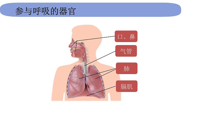 4教科版科學(xué) .2.1《感受我們的呼吸》課件PPT第5頁