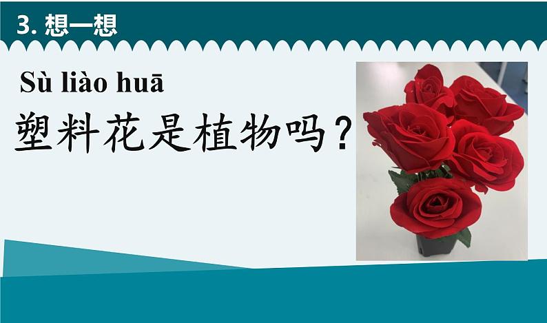 教科版科学 《我们知道的植物》课件第4页