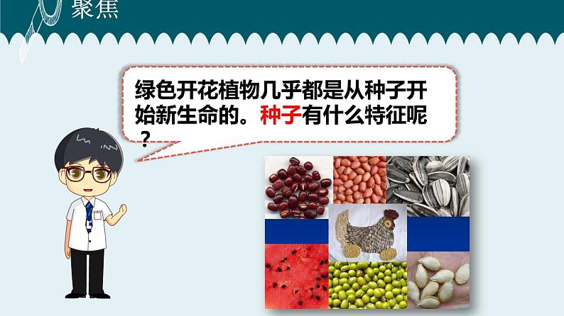 1教科版科学 .1 种子里孕育着新生命课件PPT02