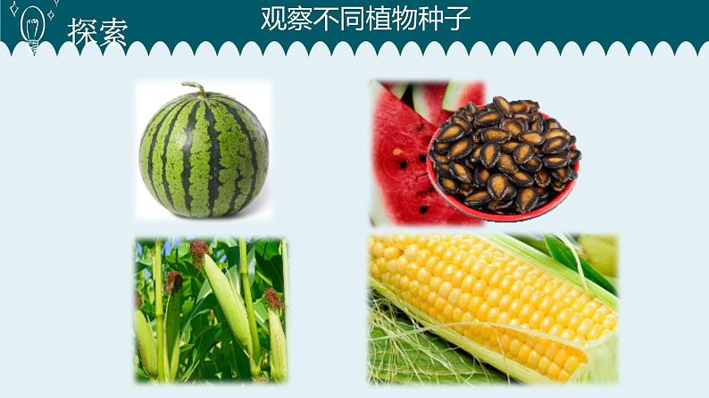 1教科版科学 .1 种子里孕育着新生命课件PPT03