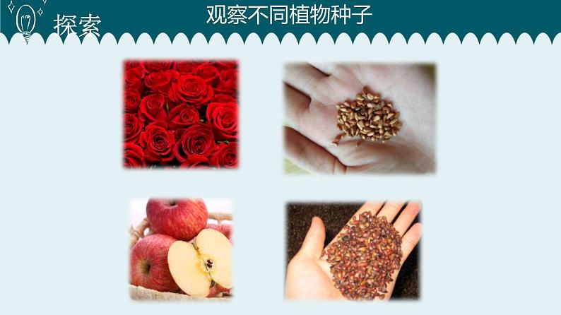 1教科版科学 .1 种子里孕育着新生命课件PPT04