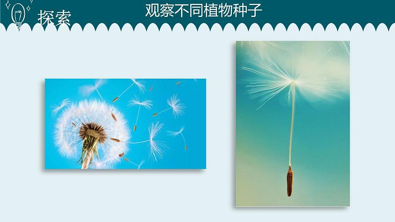 1教科版科学 .1 种子里孕育着新生命课件PPT05